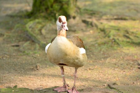 Bird flying duck bird