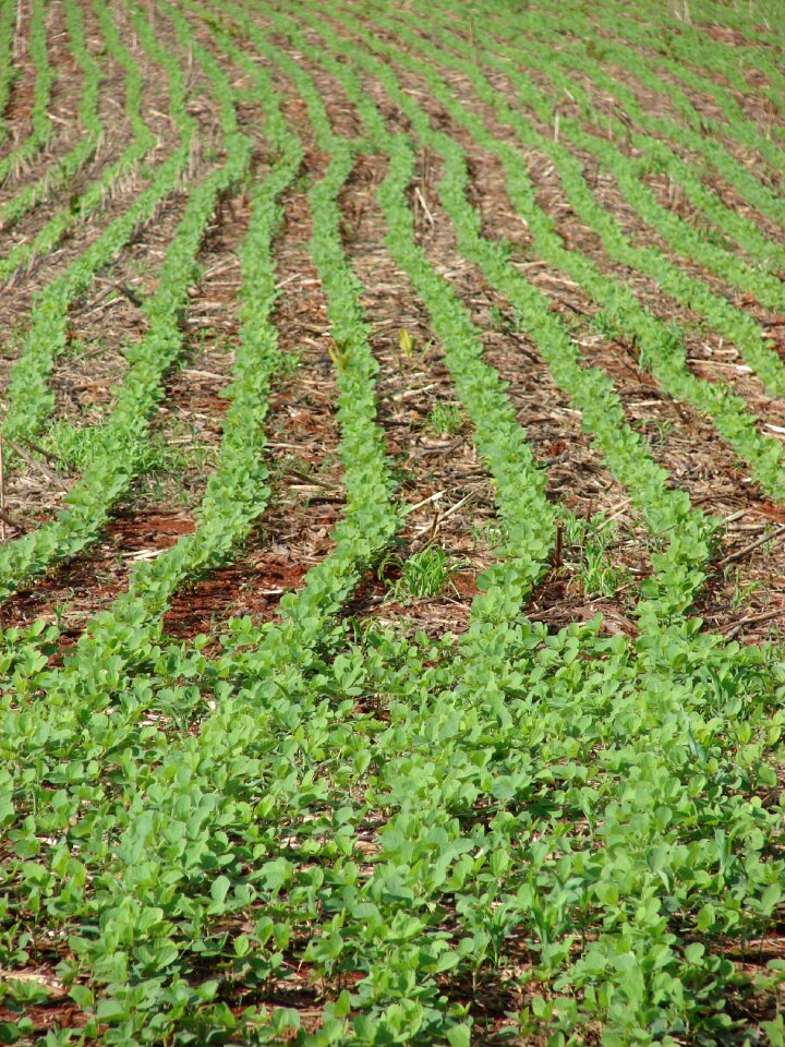 Plantation farm crop photo