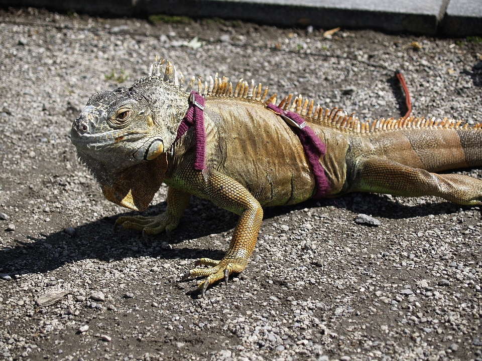 Animal iguana nature