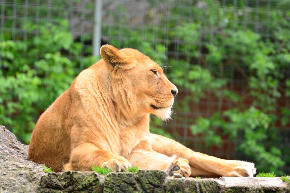 Animal vigilant zoo