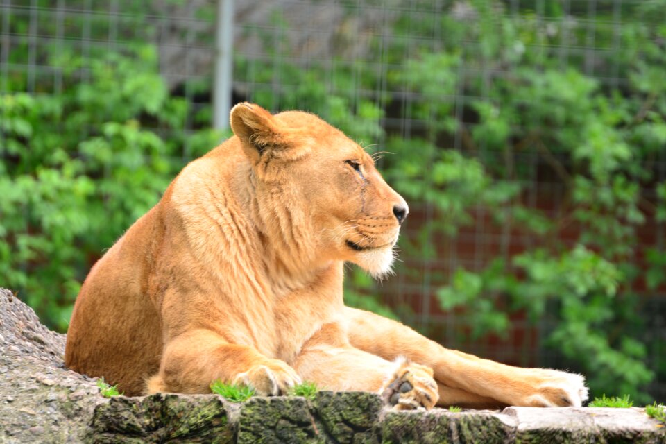 Animal vigilant zoo photo