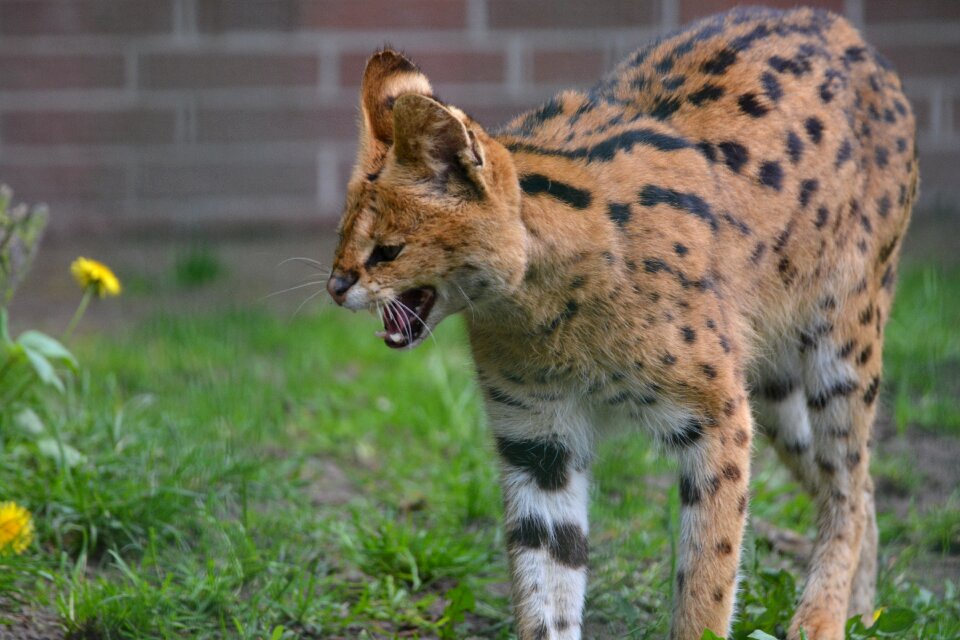 Predators mammals hiss