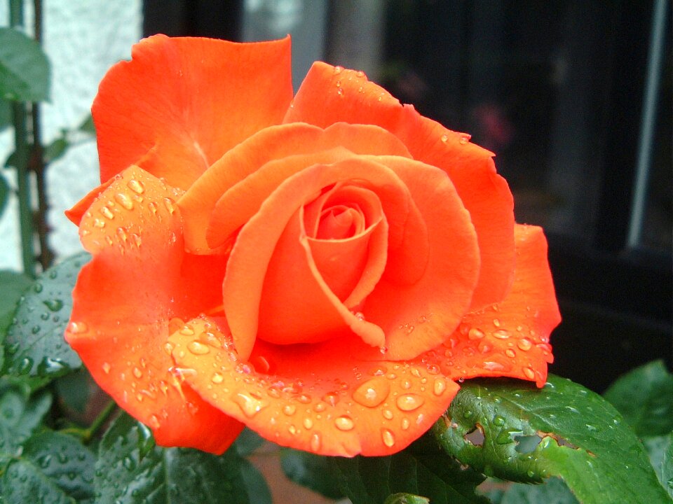 Bloom salmon greeting