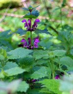 Dead nettle family forest plant