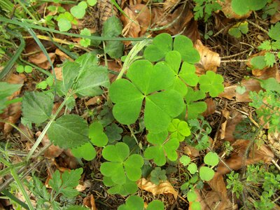 Sorrel vierblättrig lucky messenger