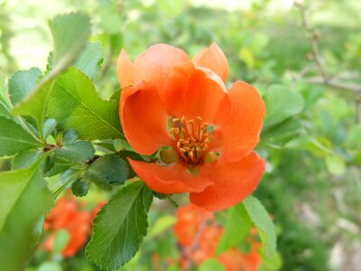 Petals beautiful wild pear