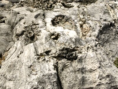 Barren close up macro