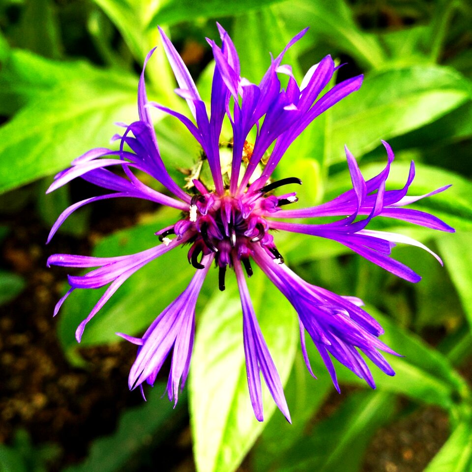Spider flower purple flower garden flowers