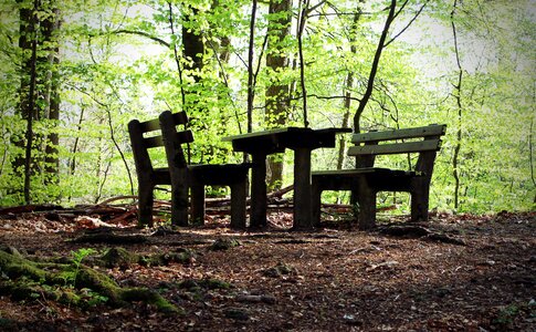 Rest forest bank photo