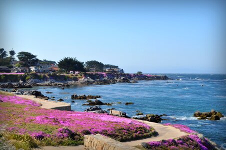 Flowers scenery flower
