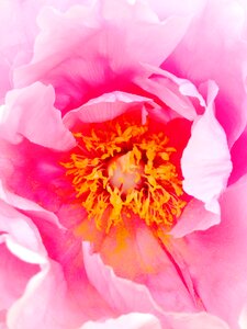 Rose summer spring