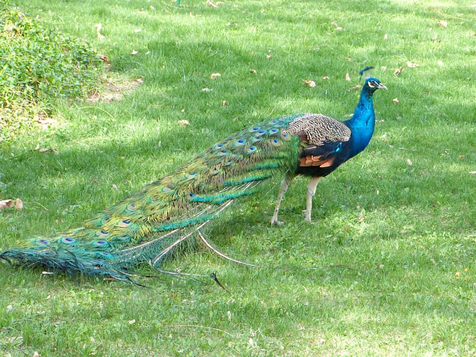 Peacock bird grass