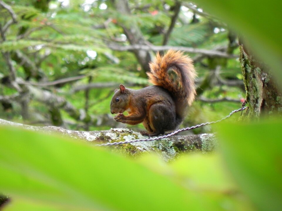 Animals squirrel tree