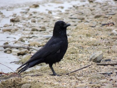 Sand bird nature