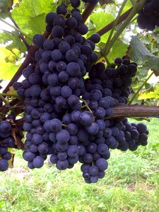Vines red wine kaiserstuhl