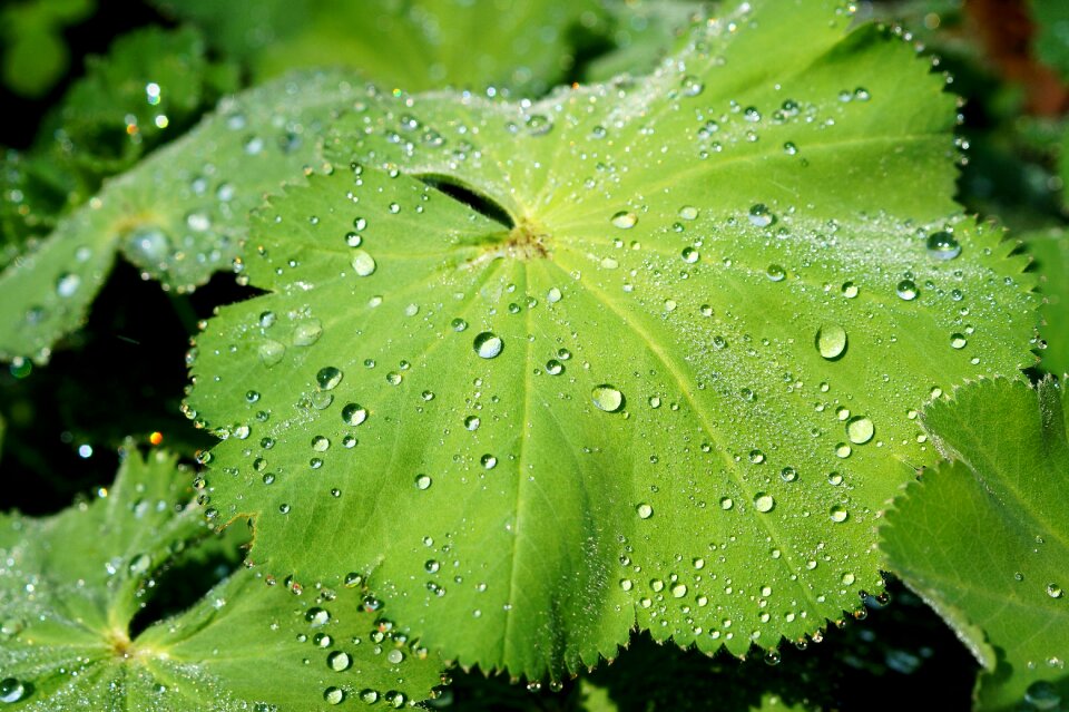 Macro drop of water rain
