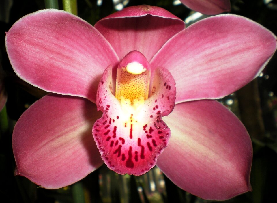 Orchid flower nature