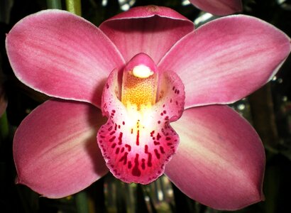 Orchid flower nature