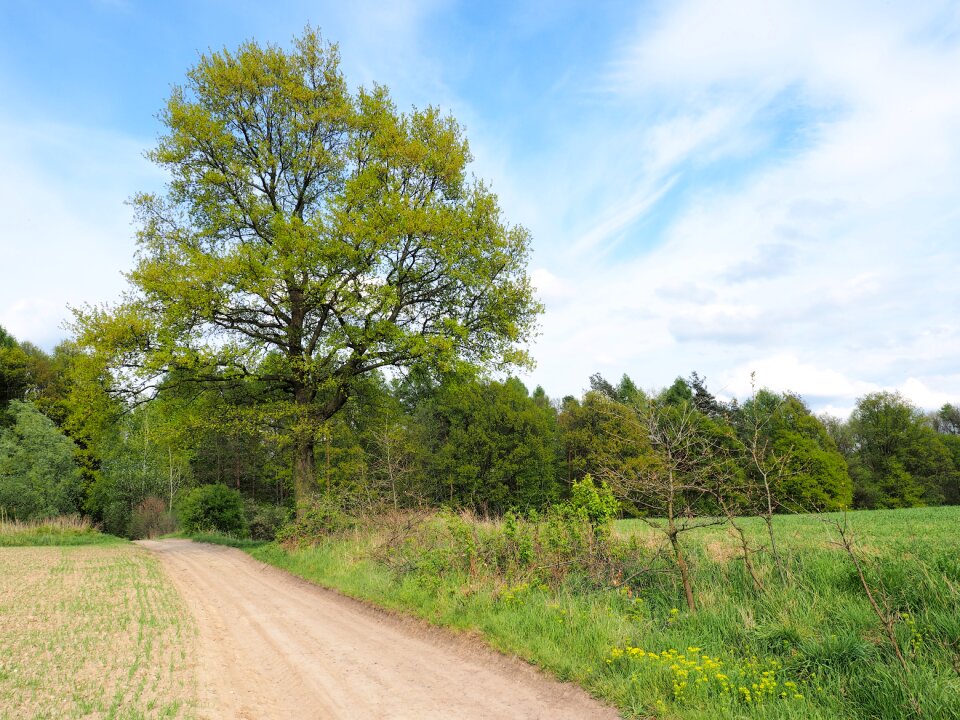 Green nature branches