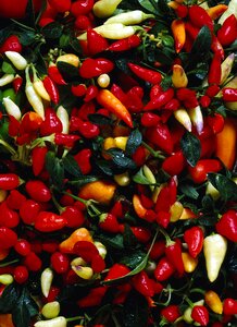 Chilli peppers colors mature photo