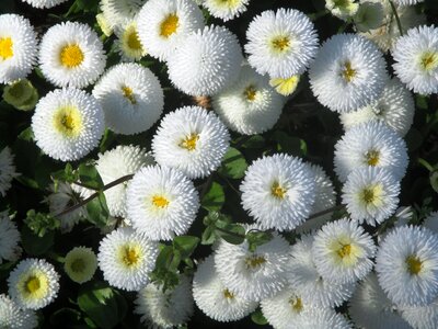 Yellow bellis philosophy composites