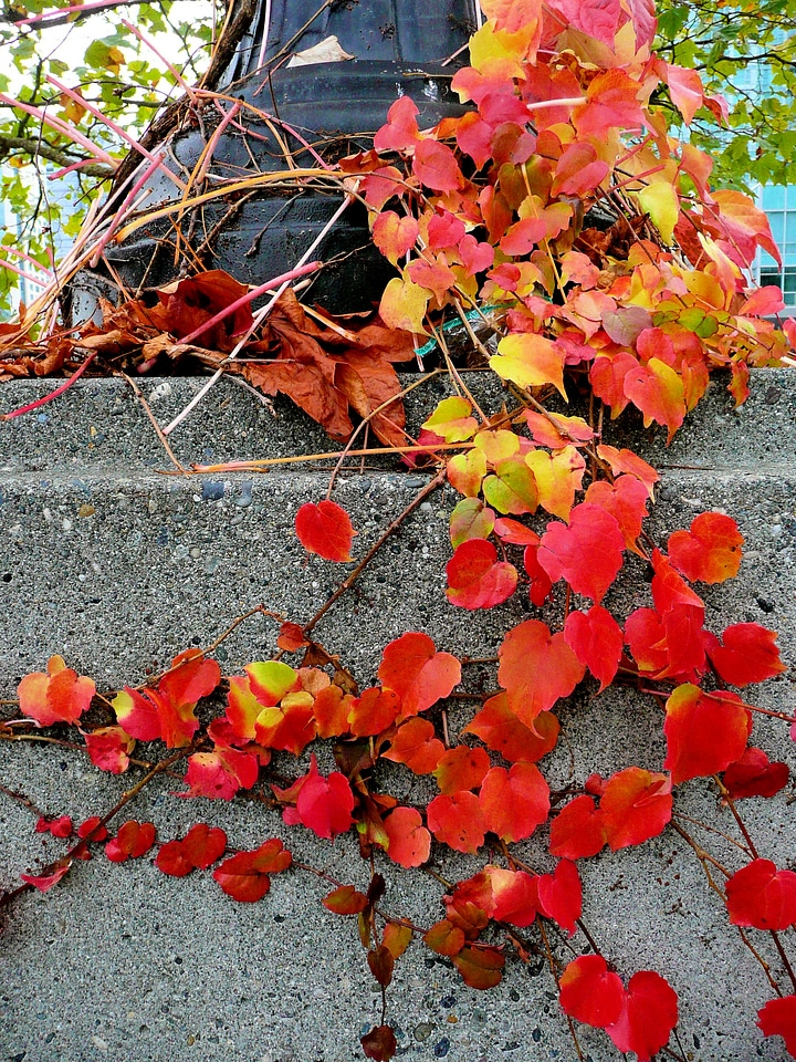 Pole colorful nature
