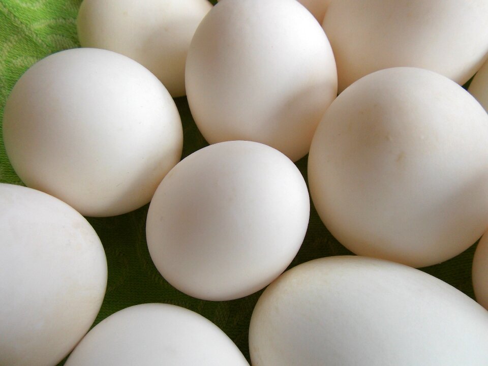 Duck eggs easter nature