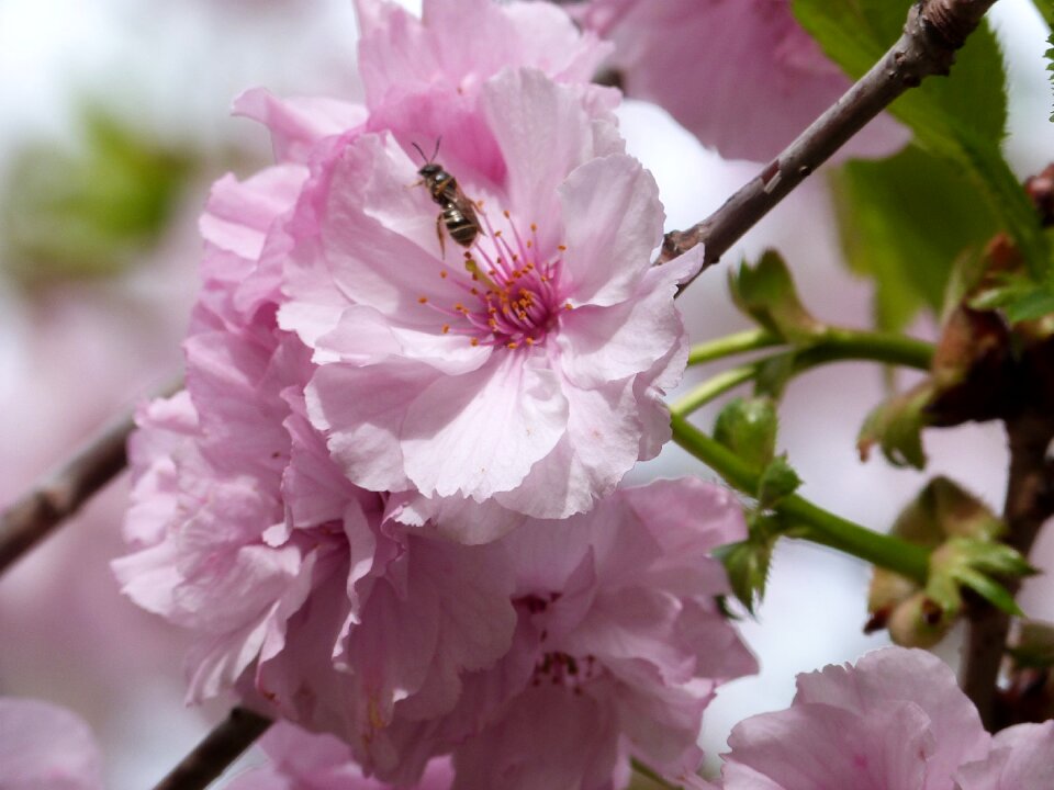 Spring bloom insects