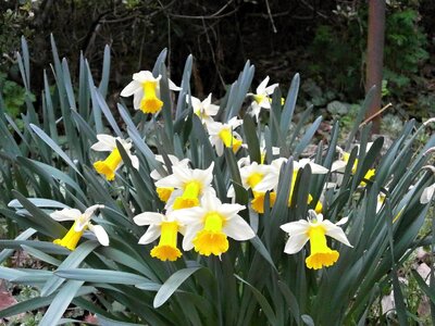 Narcissus daffodil spring flowers photo