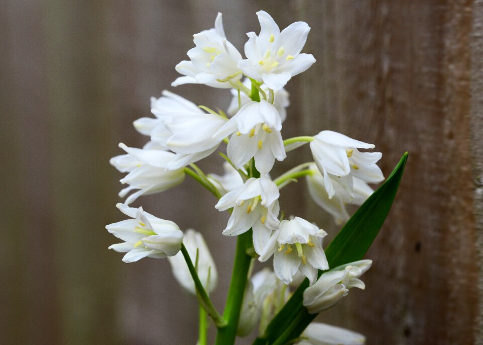 Scilla hyacinthoides hispanica hyacinth wild