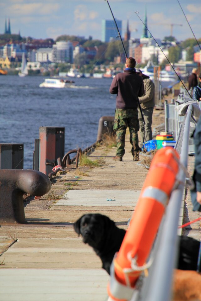 Fish dog city
