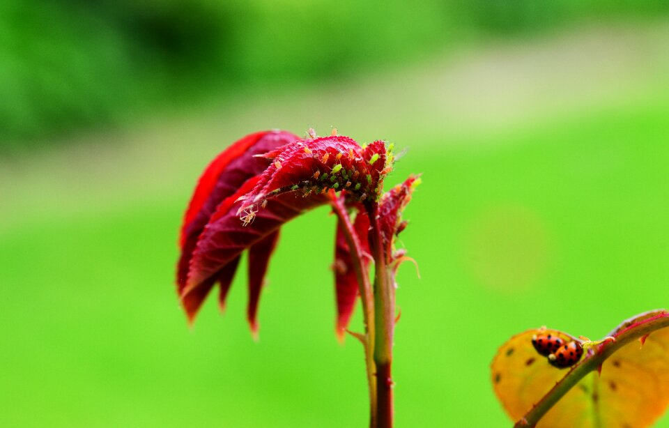 Red fly aphid sap-sucking