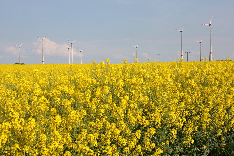 Field of rapeseeds yellow wind power