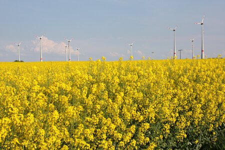 Field of rapeseeds yellow wind power