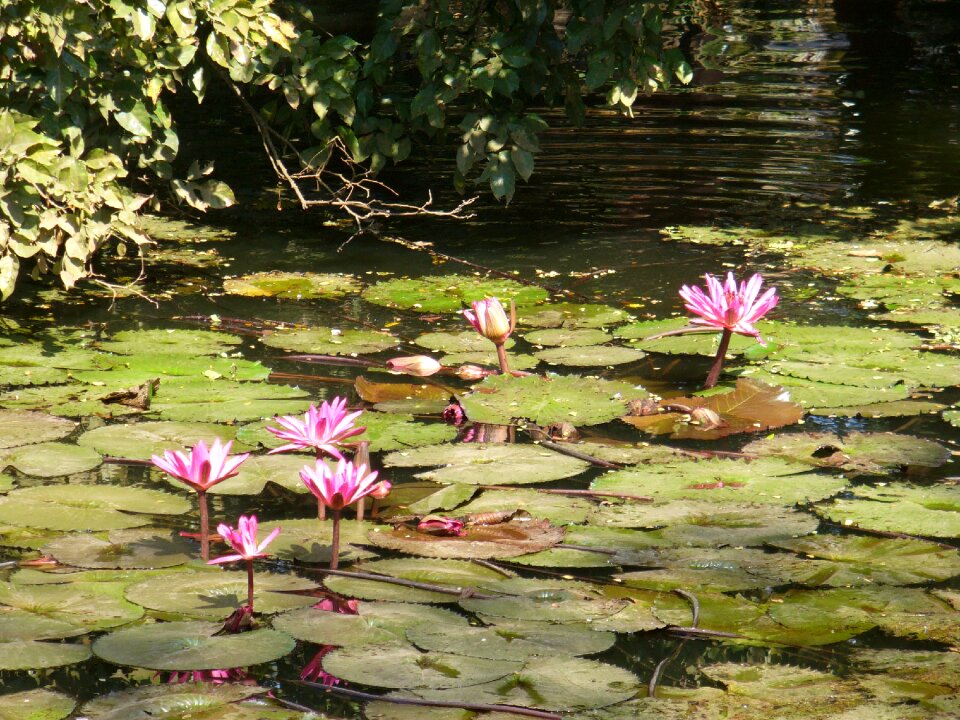 Plant pond aquatic plants