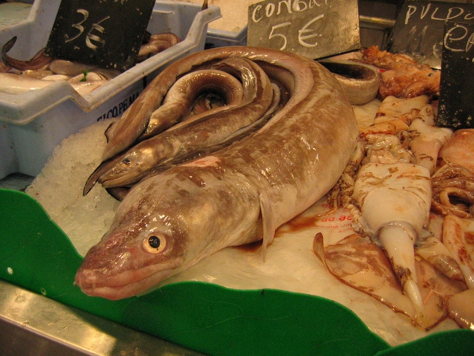 Fish market market eels
