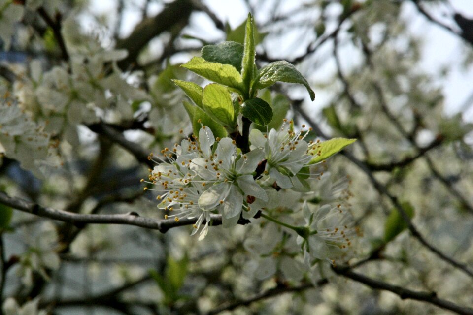 Flowers plum tree flowers spring photo