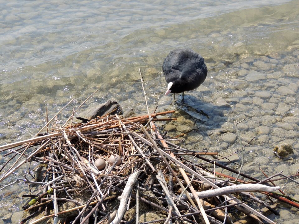Female egg hatching