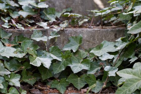 Overgrown ivy trellis ingrowing photo
