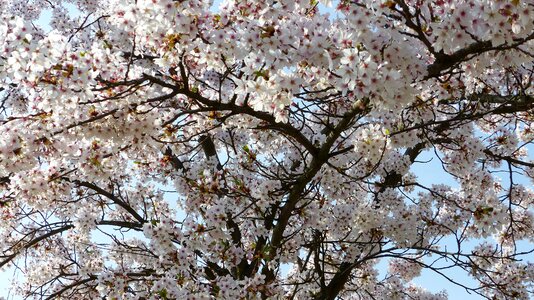 Wild cherry april cherry tree