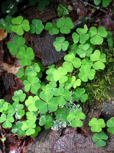 Lucky charm nature plant photo