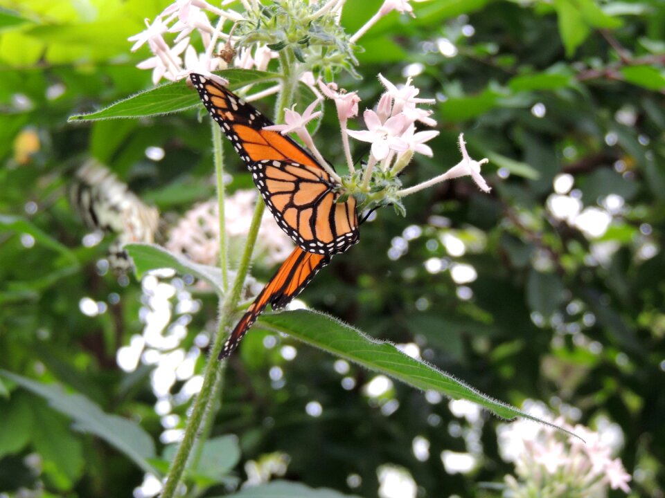 Animal insect orange