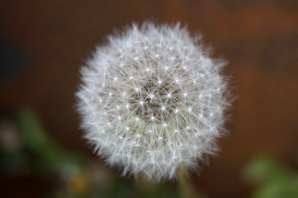 Close up white seeds
