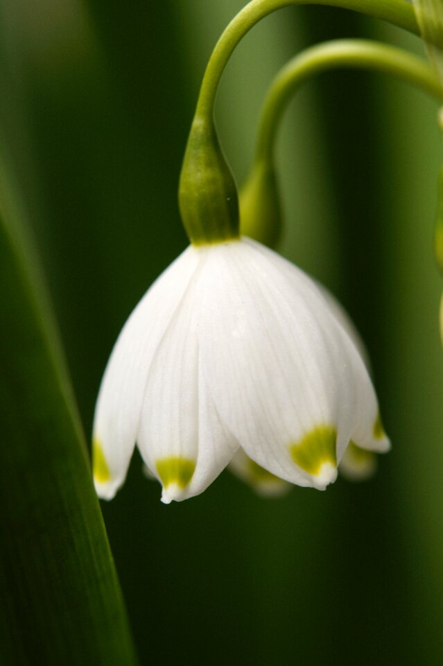 Bloom white spring