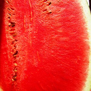 Red fruit summer
