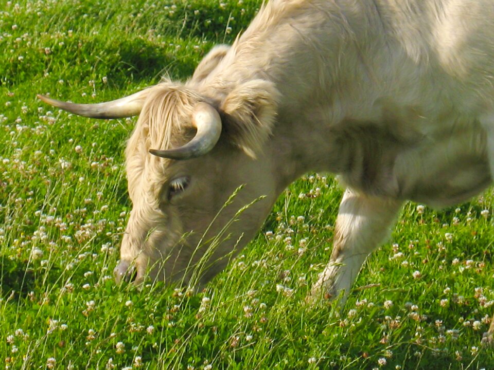 Cows cow mountain meadows graze