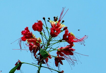 Radhachura sidhakya caesalpinia pulcherrima