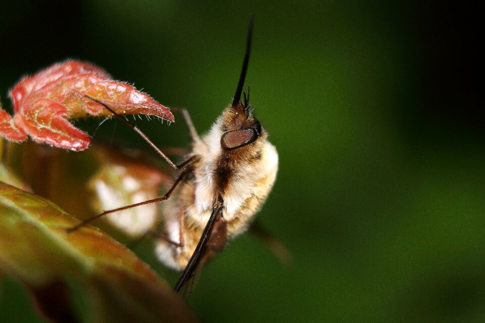 Insect nectar animal