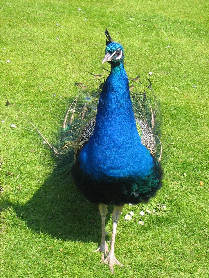 Majestic bird animal