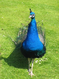 Majestic bird animal